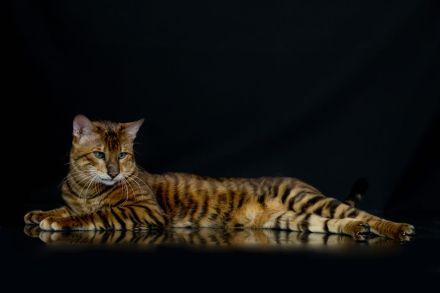 Toyger Kater Hermes sucht einen Platz zum alt werden