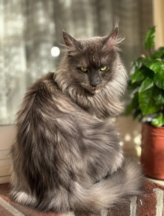 Maine Coon Katze,Unkastriert,5 Jahre