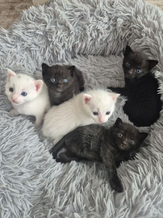 4 wunderschöne Kätzchen Türkisch Angora x Bengal x BKH suchen neues Zuhause