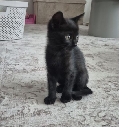 4 wunderschöne Kätzchen Türkisch Angora x Bengal x BKH suchen neues Zuhause