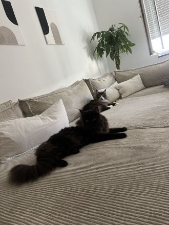 Maine Coon Geschwister paar zu verkaufen