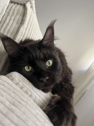 Maine Coon Geschwister paar zu verkaufen