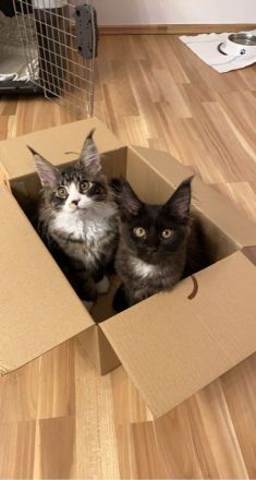 Maine Coon Geschwister paar zu verkaufen