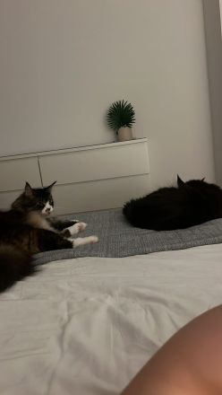 Maine Coon Geschwister paar zu verkaufen
