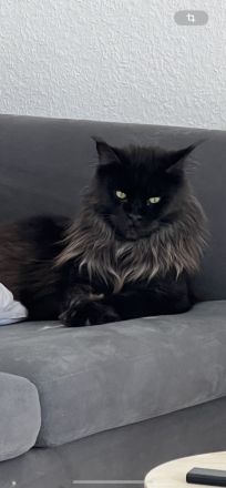 Maine Coon Geschwister paar zu verkaufen
