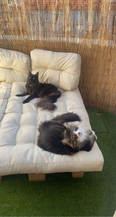 Maine Coon Geschwister paar zu verkaufen