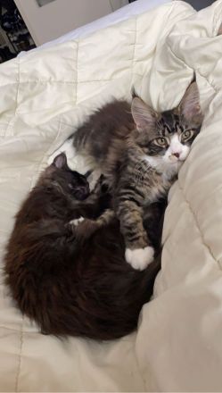Maine Coon Geschwister paar zu verkaufen