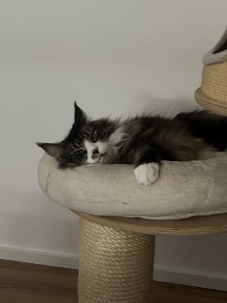 Maine Coon Geschwister paar zu verkaufen