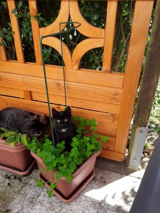 Kleiner Kater sucht...