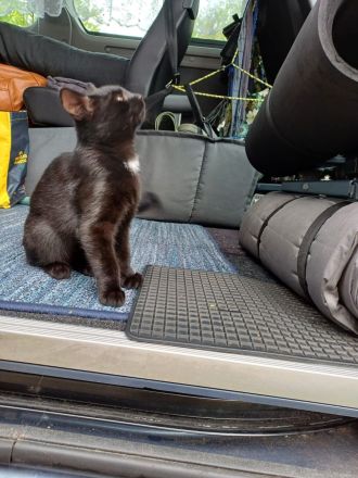 Kleiner Kater sucht...