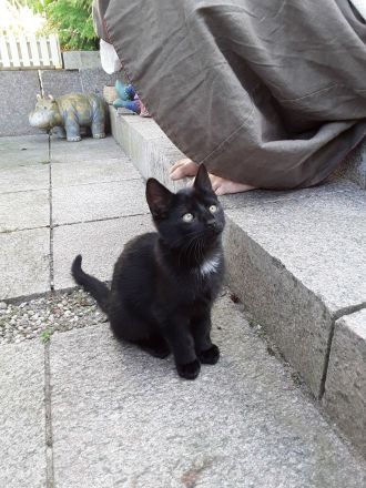 Kleiner Kater sucht...