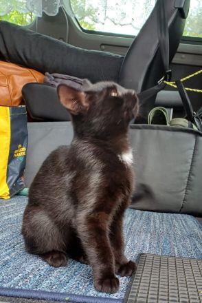 Kleiner Kater sucht...