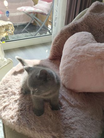 Britisch-Kurzhaar-Kitten