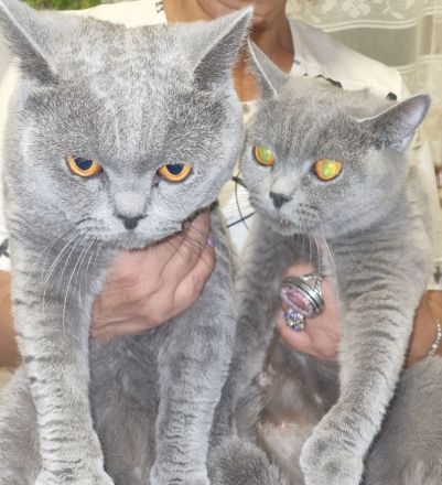 Britisch-Kurzhaar-Kitten