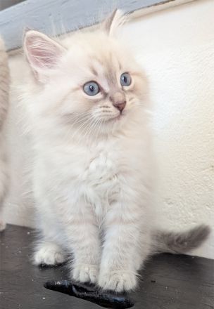 Reinrassige Neva Masquerade Kitten mit blauen Augen