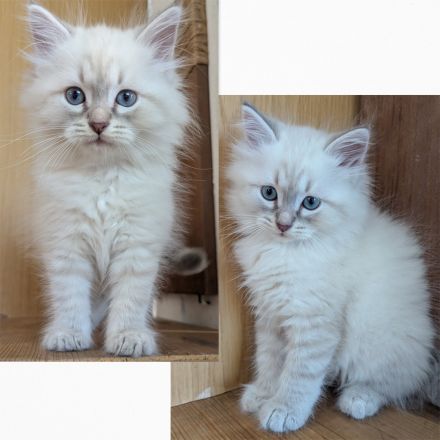 Reinrassige Neva Masquerade Kitten mit blauen Augen