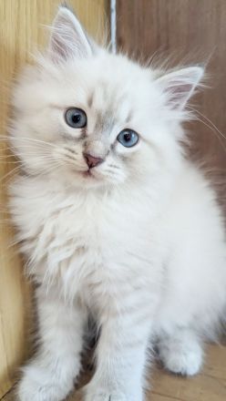 Reinrassige Neva Masquerade Kitten mit blauen Augen
