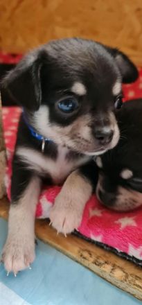 Chihuahua Welpen