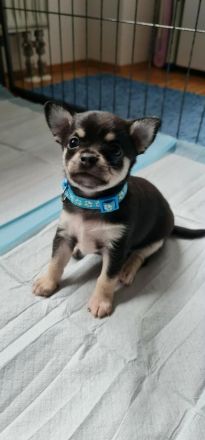 Chihuahua Welpen