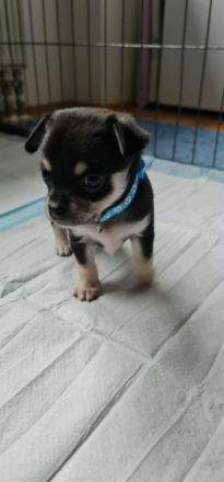 Chihuahua Welpen