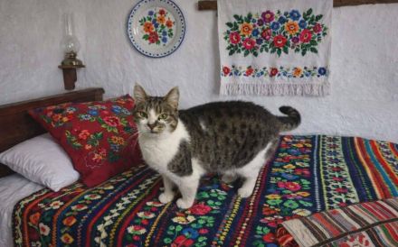 Sanfte, liebenswerte Schnuppi sucht Zuhause