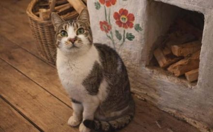 Sanfte, liebenswerte Schnuppi sucht Zuhause