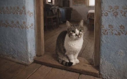 Sanfte, liebenswerte Schnuppi sucht Zuhause