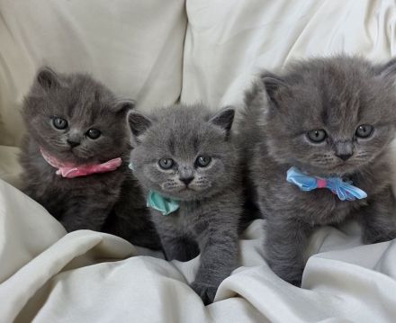 Zucker süße reinrassige kitten zum Reservieren