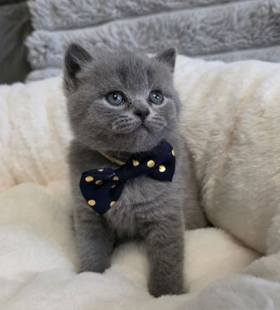 Zucker süße reinrassige kitten zum Reservieren