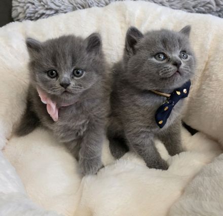 Zucker süße reinrassige kitten zum Reservieren