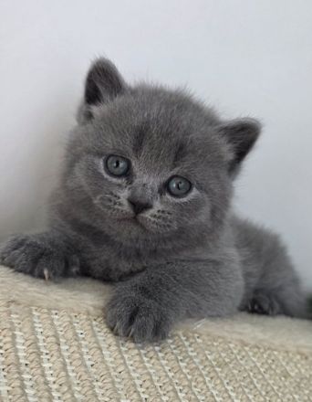 Zucker süße reinrassige kitten zum Reservieren