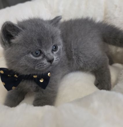 Zucker süße reinrassige kitten zum Reservieren