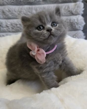 Zucker süße reinrassige kitten zum Reservieren