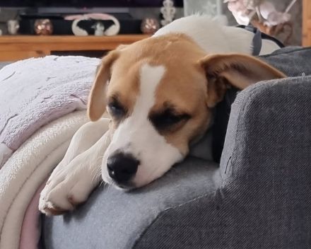 Cody, kleine Flitzpiepe ohne Durchblick
