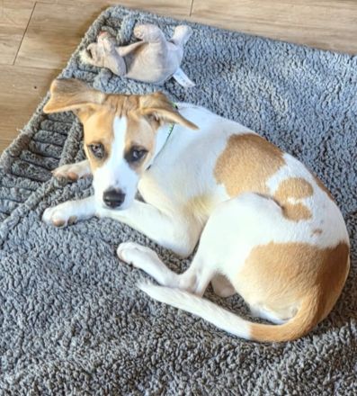 Cody, kleine Flitzpiepe ohne Durchblick