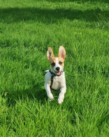 Cody, kleine Flitzpiepe ohne Durchblick