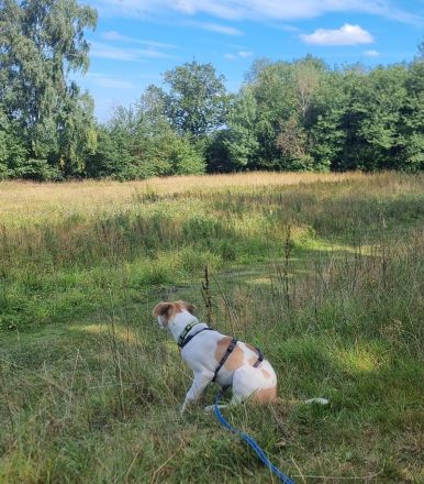Cody, kleine Flitzpiepe ohne Durchblick