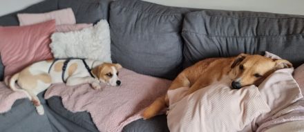 Cody, kleine Flitzpiepe ohne Durchblick