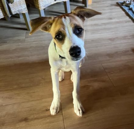 Cody, kleine Flitzpiepe ohne Durchblick