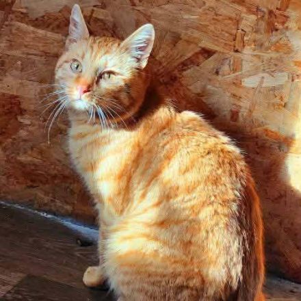 Liebenswerter roter Tiger Spirit sucht seine Menschen