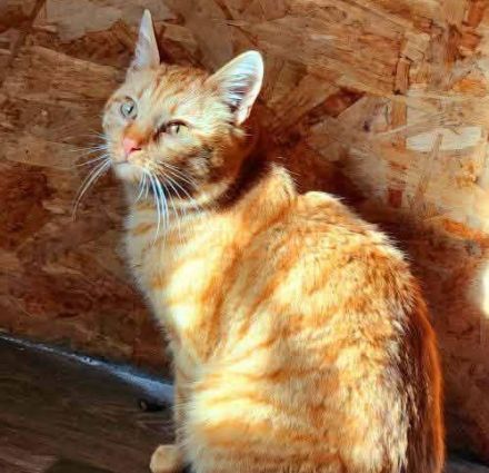 Liebenswerter roter Tiger Spirit sucht seine Menschen