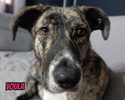 Voula, 10/25 - sanfte Seele sucht ihre Menschen