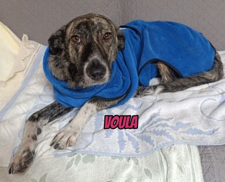 Voula, 10/25 - sanfte Seele sucht ihre Menschen