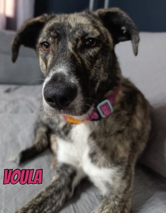 Voula, 10/25 - sanfte Seele sucht ihre Menschen