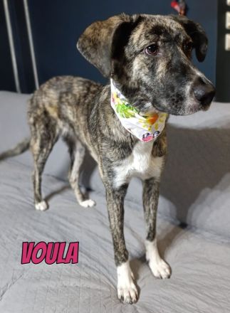Voula, 10/25 - sanfte Seele sucht ihre Menschen