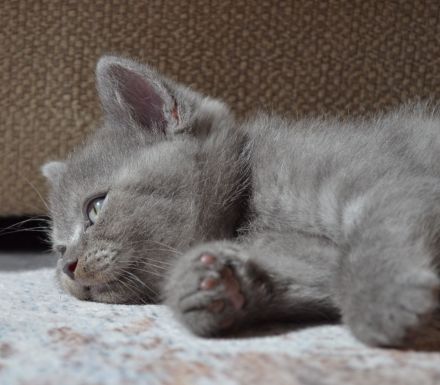BKH Kitten blue shaded/smoke Bimetallic