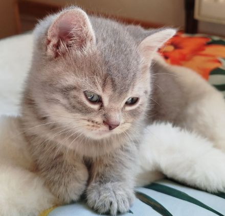 BKH Kitten blue shaded/smoke Bimetallic