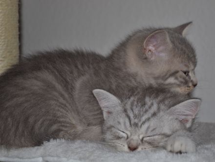 BKH Kitten blue shaded/smoke Bimetallic