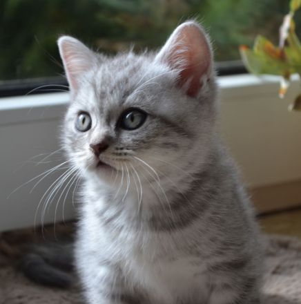 BKH Kitten blue shaded/smoke Bimetallic