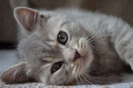BKH Kitten blue shaded/smoke Bimetallic